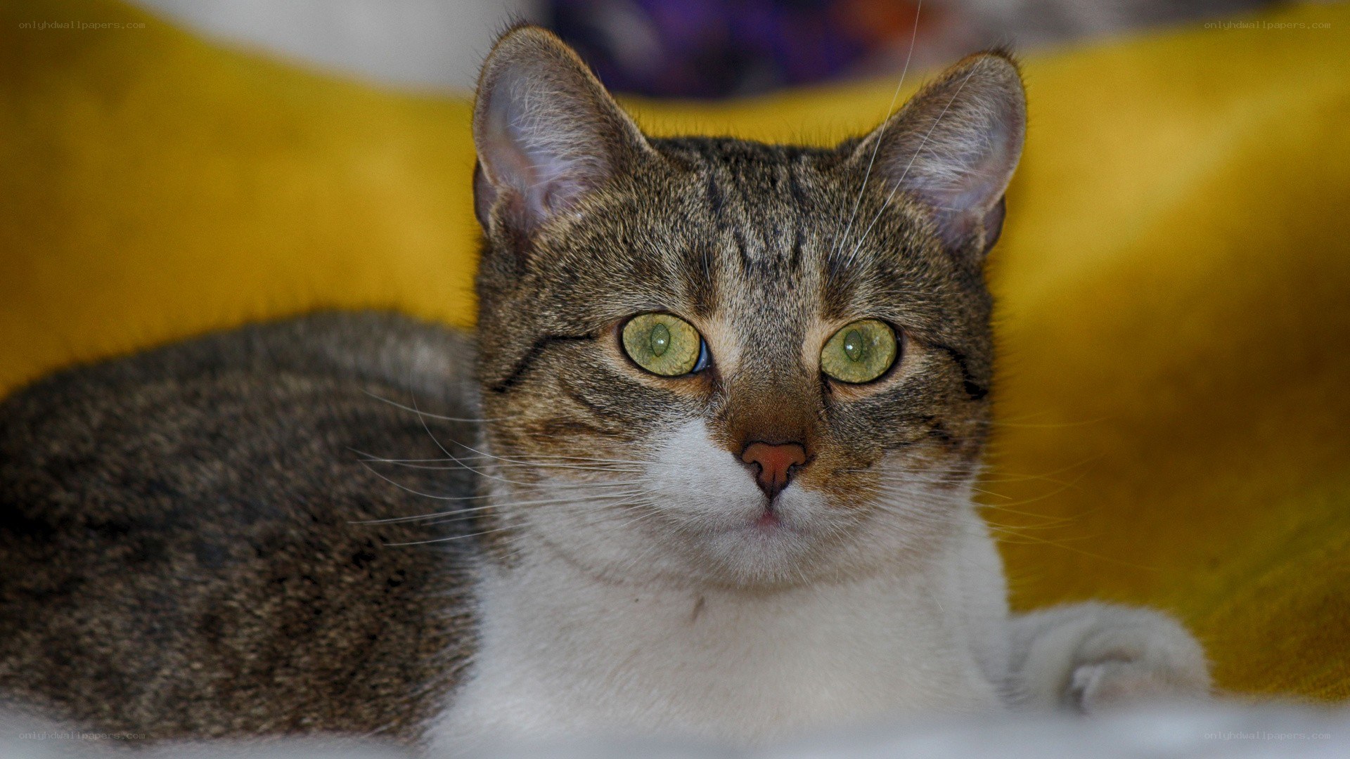 tabby cat with green eyes
