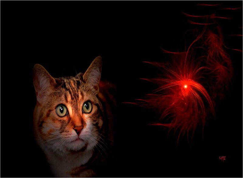 Tabby Cat with Green Eyes — Black, Dramatic, Night, Photograph, Red Light Effect