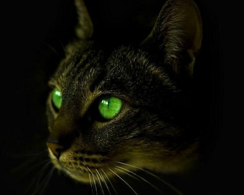 Tabby Cat with Green Eyes — Black, Dramatic, Night, Photograph