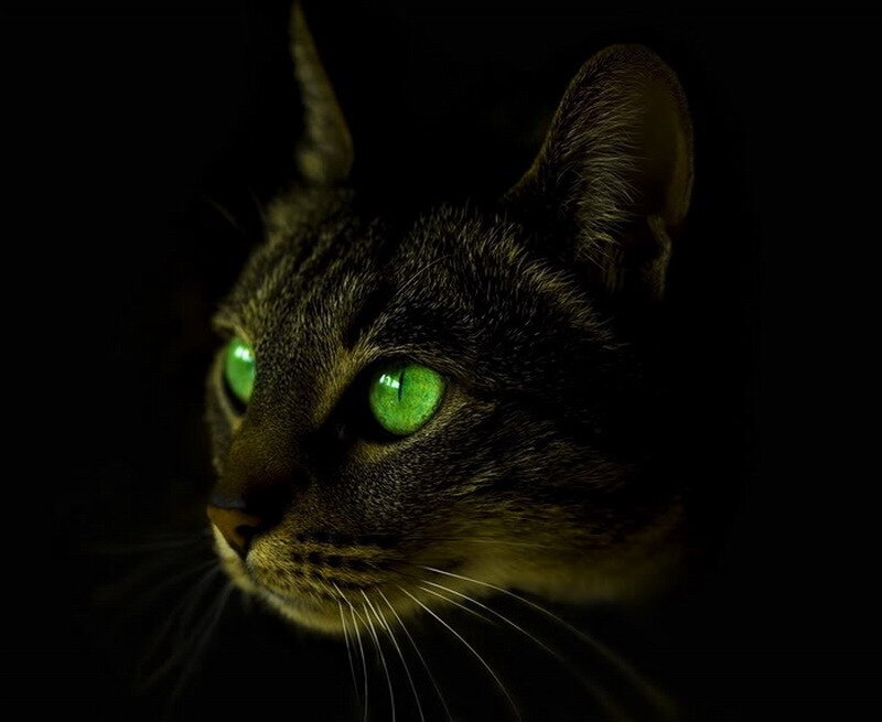 Tabby Cat with Green Eyes — Black, Dramatic, Night