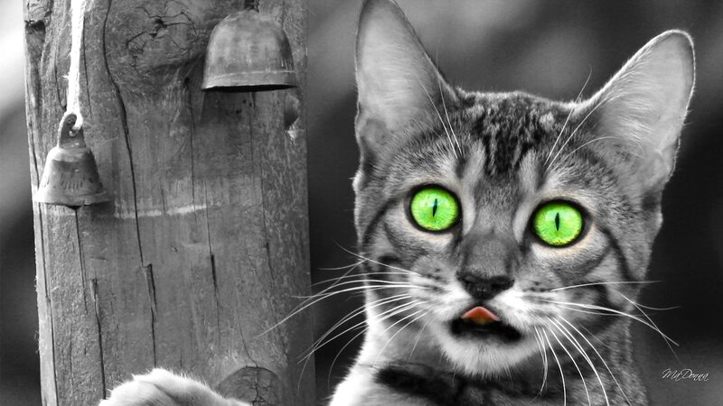 Tabby Cat with Green Eyes — Black, Dramatic, Photograph, Wooden Post
