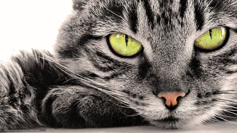Tabby Cat with Green Eyes — Black, Intense, Photograph, Whiskers, Paw