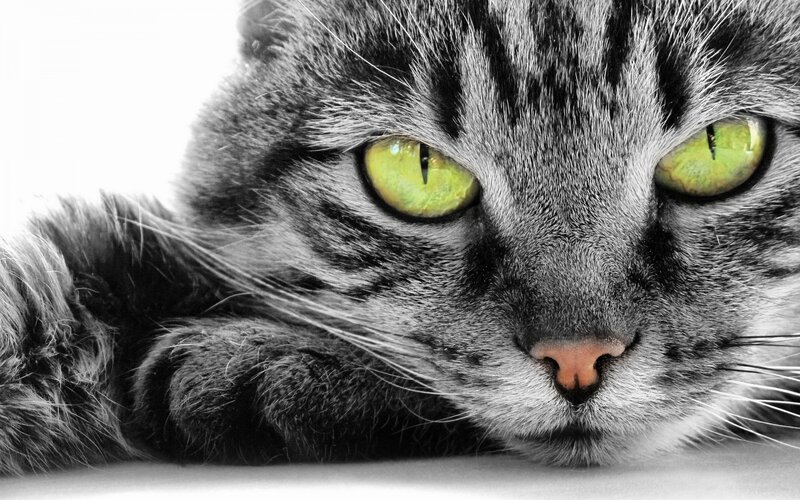 Tabby Cat with Green Eyes — Black, Intense