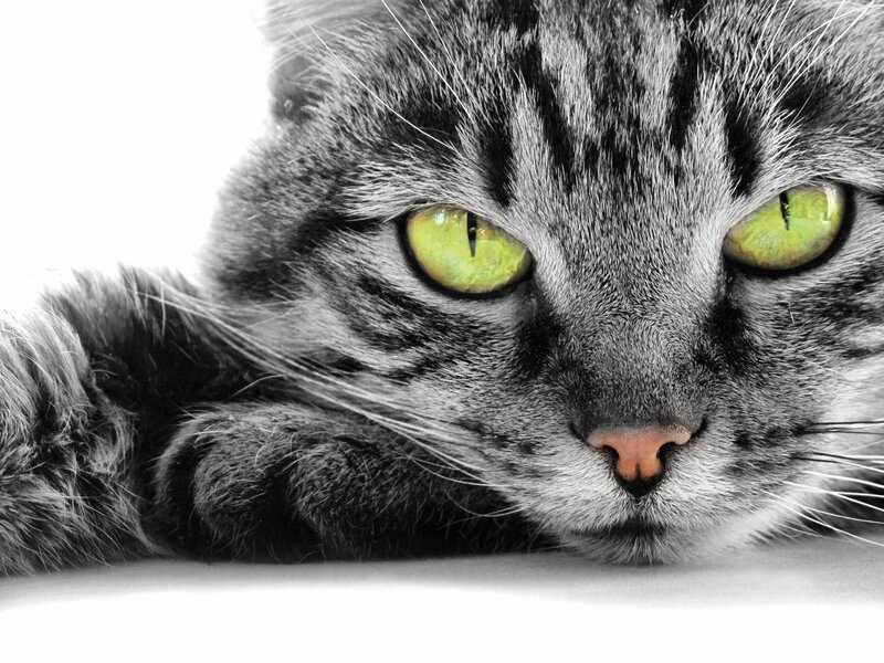 Tabby Cat with Green Eyes — Black