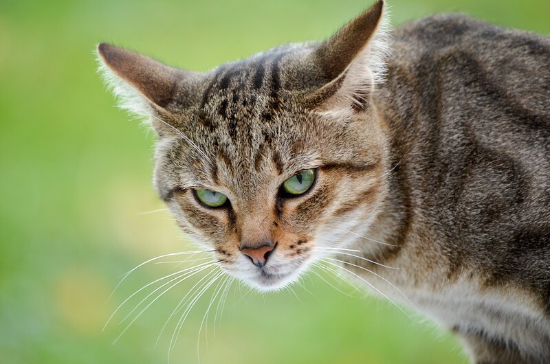 Tabby Cat with Green Eyes — Brown, Alert, Afternoon