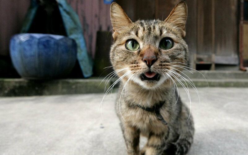 Tabby Cat with Green Eyes — Brown, Alert, Photograph, Blue Pot