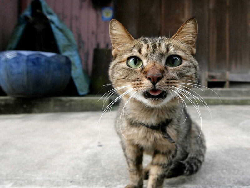 Tabby Cat with Green Eyes — Brown, Alert, Photograph, Concrete Ground