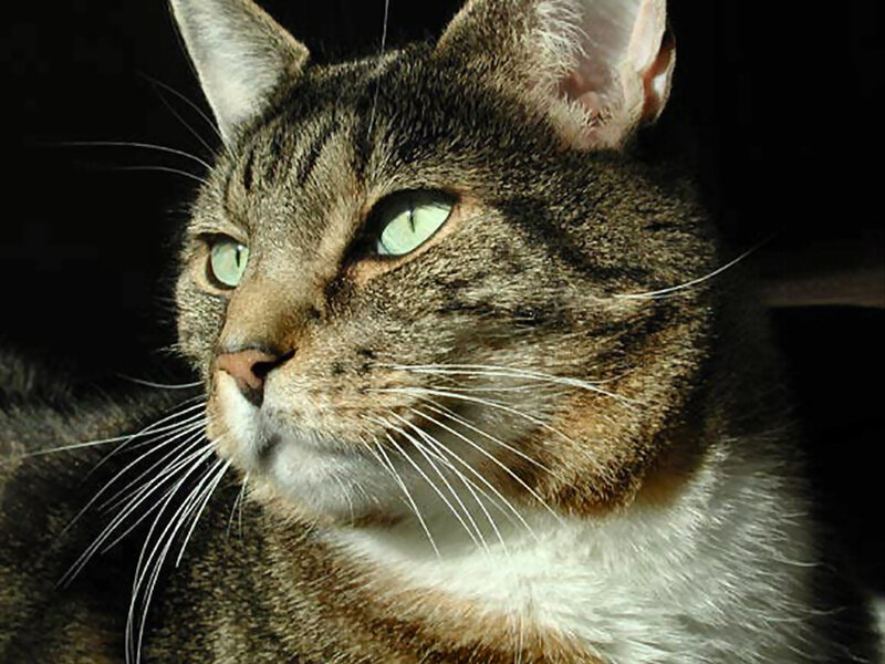 Tabby Cat with Green Eyes — Brown, Alert, Photograph