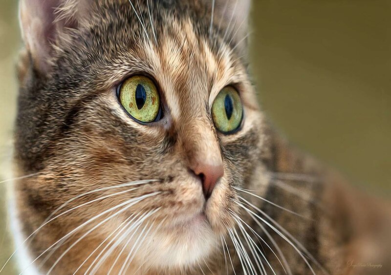 Tabby Cat with Green Eyes — Brown, Alert, Photograph, Whiskers