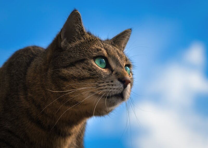 Tabby Cat with Green Eyes — Brown, Calm, Afternoon, Photograph, Blue Sky
