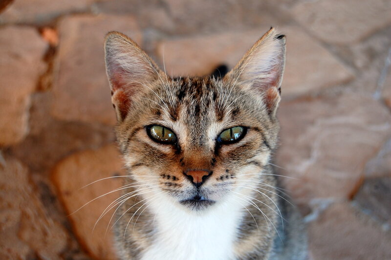 Tabby Cat with Green Eyes — Brown, Calm, Afternoon, Photograph, Stone Wall