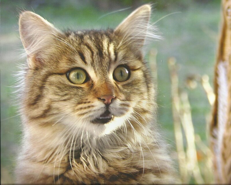 Tabby Cat with Green Eyes — Brown, Calm, Afternoon, Photograph