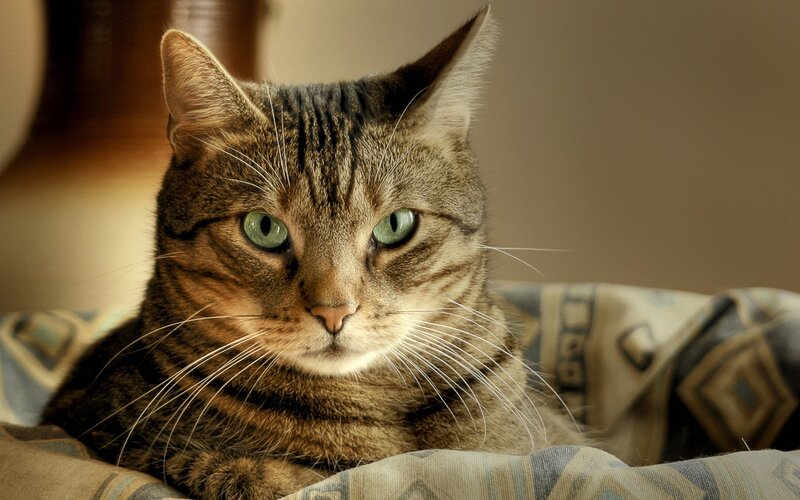 Tabby Cat with Green Eyes — Brown, Calm, Photograph, Blanket, Whiskers