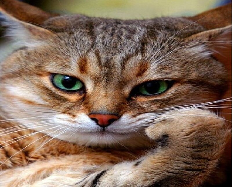 Tabby Cat with Green Eyes — Brown, Calm, Photograph, Green Eyes