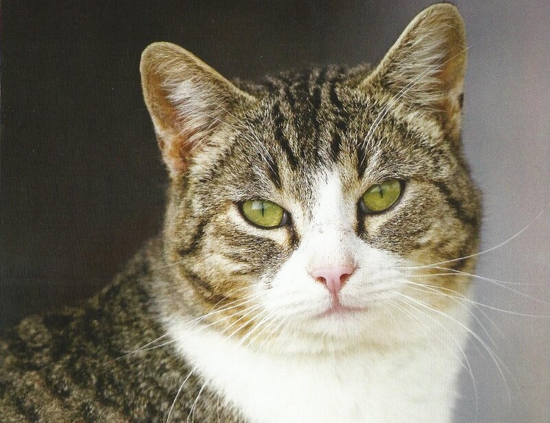 Tabby Cat with Green Eyes — Brown, Calm, Photograph, Green Eyes, White Muzzle
