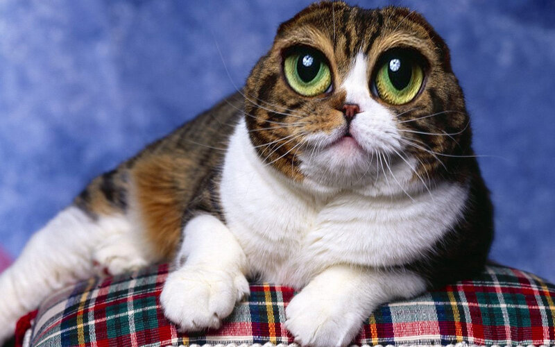 Tabby Cat with Green Eyes — Brown, Calm, Photograph, Plaid Cushion