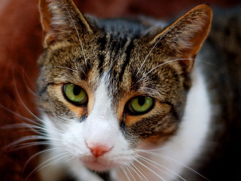 Tabby Cat with Green Eyes — Brown, Calm, Photograph