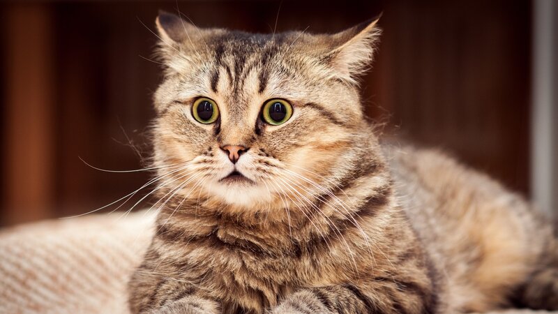 Tabby Cat with Green Eyes — Brown, Calm, Photograph, Whiskers, Couch