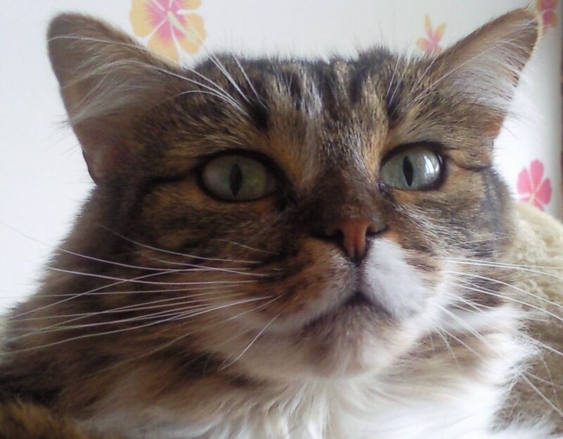 Tabby Cat with Green Eyes — Brown, Calm, Photograph, Whiskers, Floral Pattern