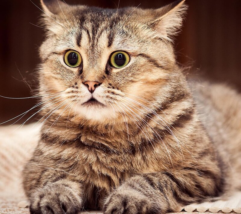 Tabby Cat with Green Eyes — Brown, Calm, Photograph, Whiskers, Paws