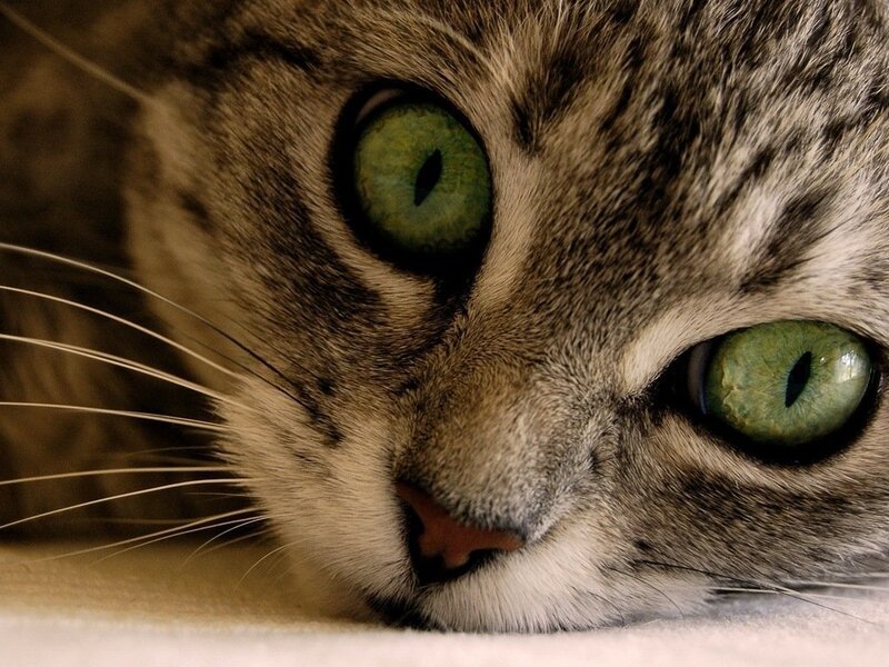 Tabby Cat with Green Eyes — Brown, Calm, Photograph, Whiskers
