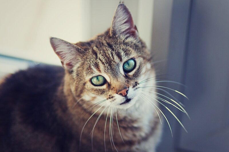 Tabby Cat with Green Eyes — Brown, Calm, Photograph, Whiskers, Window