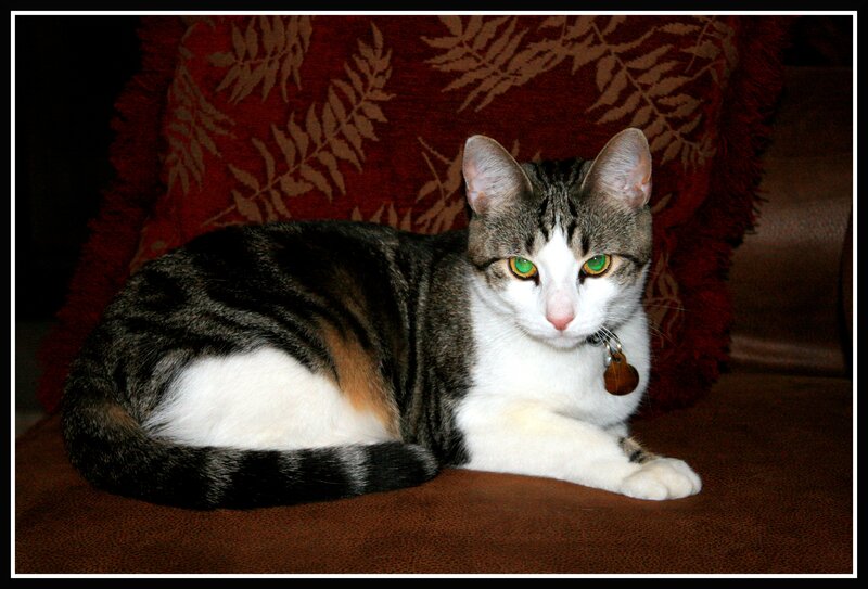 Tabby Cat with Green Eyes — Brown, Calm