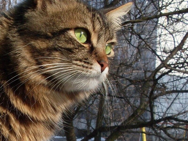 Tabby Cat with Green Eyes — Brown, Calm, Winter