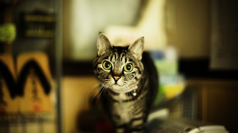 Tabby Cat with Green Eyes — Brown, Curious, Night