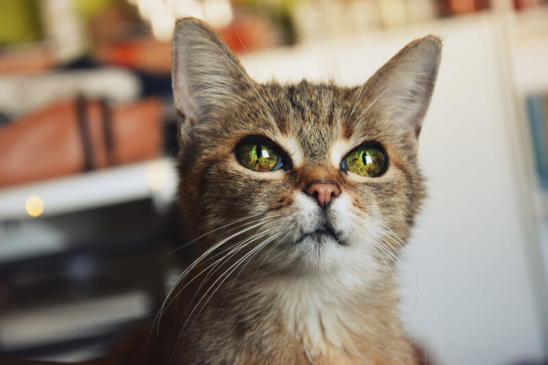 Tabby Cat with Green Eyes — Brown, Curious, Photograph