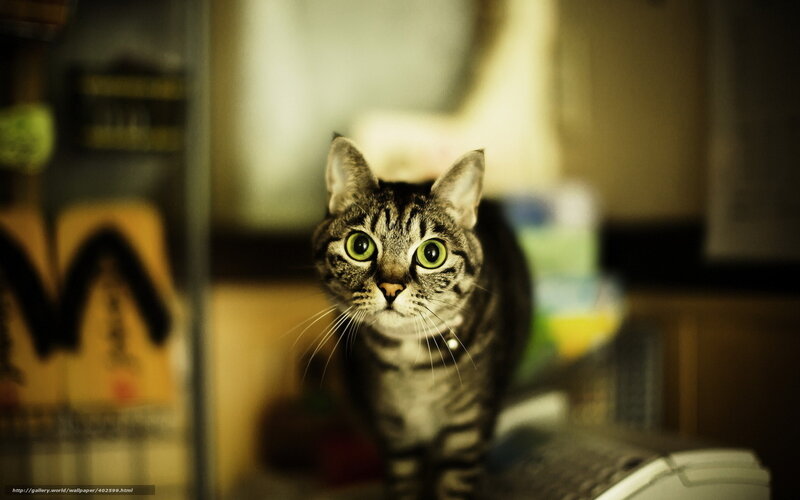 Tabby Cat with Green Eyes — Brown, Curious