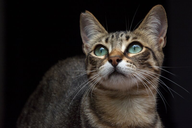 Tabby Cat with Green Eyes — Brown, Dramatic, Photograph