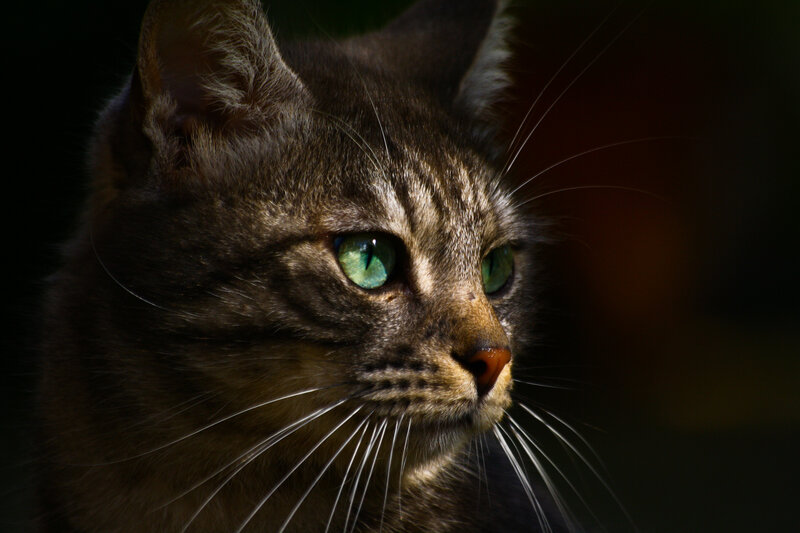 Tabby Cat with Green Eyes — Brown, Dramatic