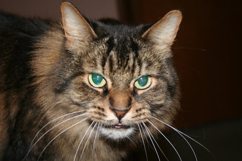 Tabby Cat with Green Eyes — Brown, Intense, Photograph