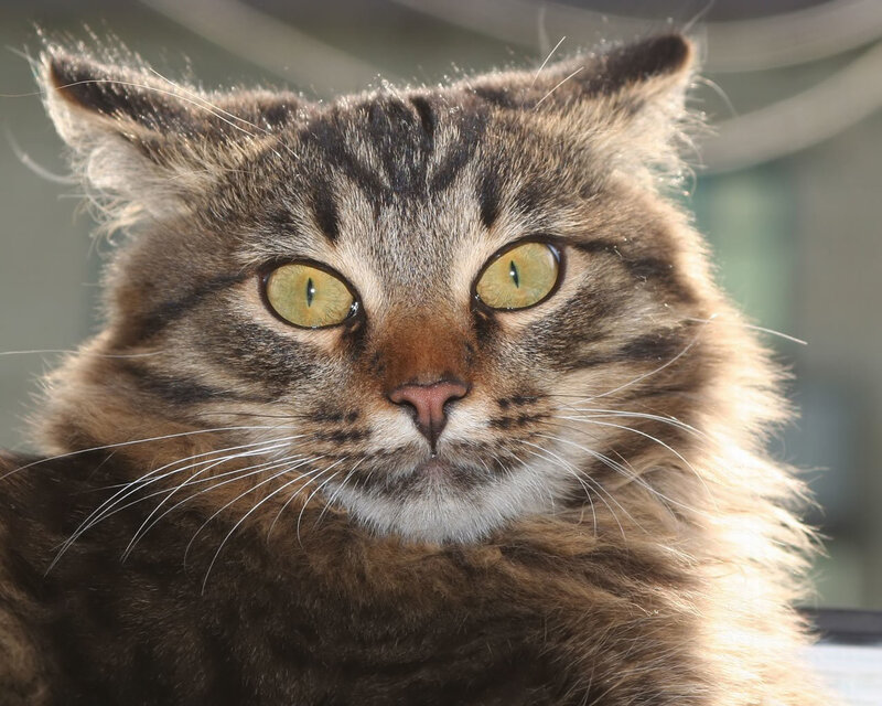 Tabby Cat with Green Eyes — Brown