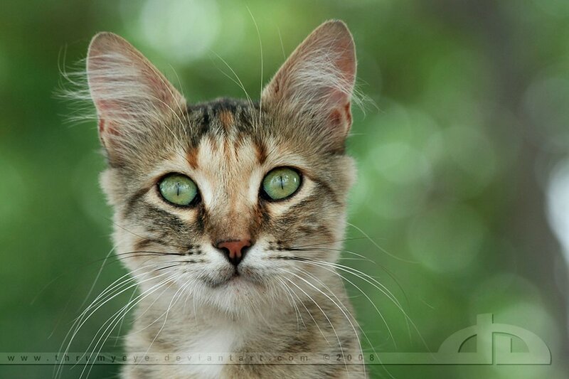 Tabby Cat with Green Eyes — Calm, Photograph, Green Eyes