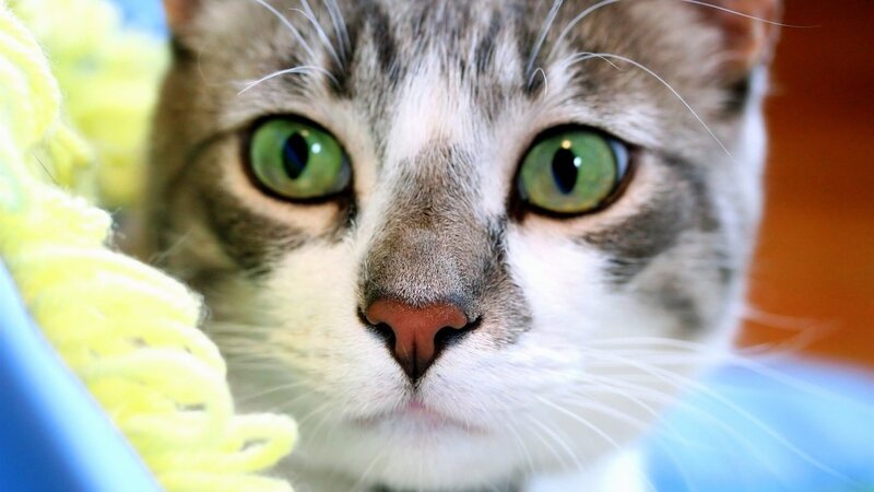 Tabby Cat with Green Eyes — Calm, Photograph