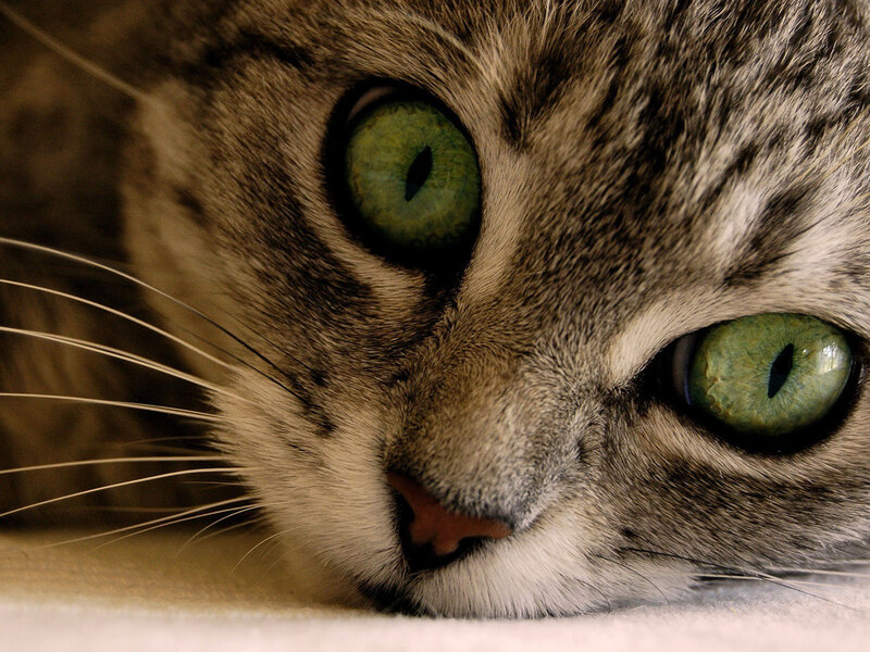 Tabby Cat with Green Eyes — Calm, Photograph, Whiskers