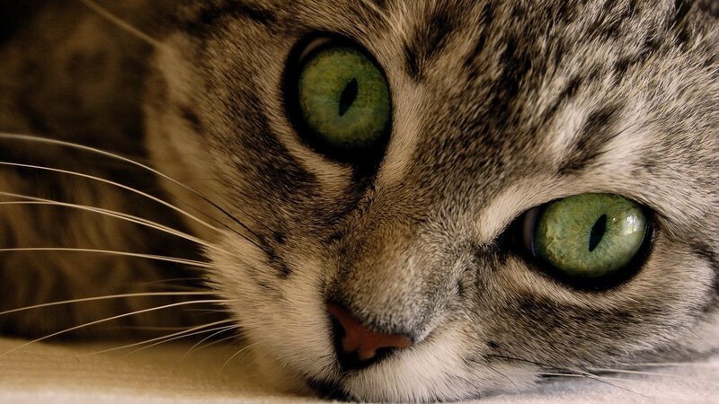 Tabby Cat with Green Eyes — Calm