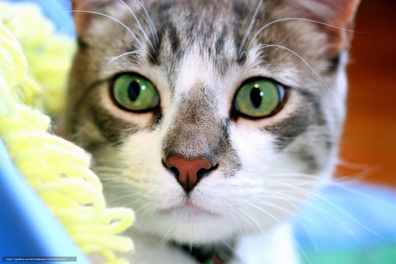 Tabby Cat with Green Eyes — Curious, Photograph