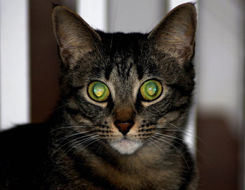 Tabby Cat with Green Eyes — Gray, Alert