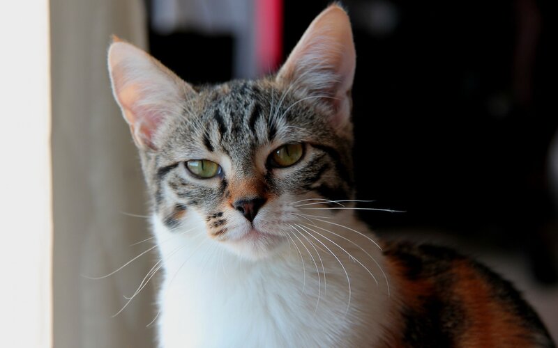 Tabby Cat with Green Eyes — Gray, Calm, Afternoon, Photograph
