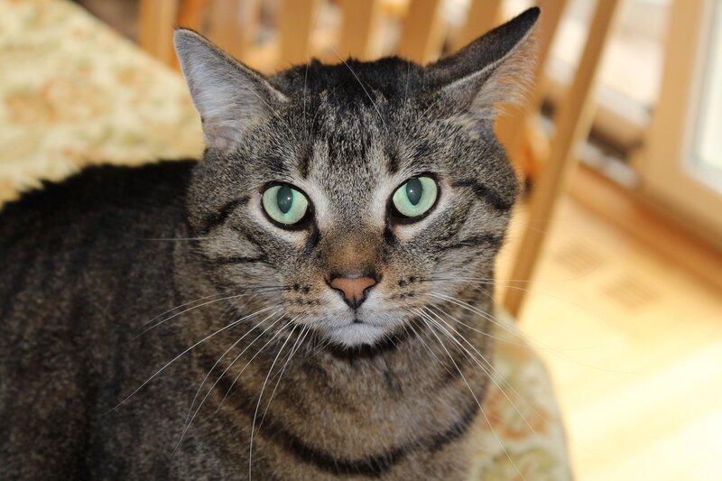 Tabby Cat with Green Eyes — Gray, Calm, Afternoon