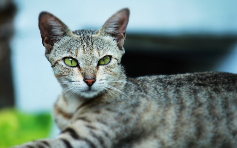 Tabby Cat with Green Eyes — Gray, Calm, Photograph, Green Eyes