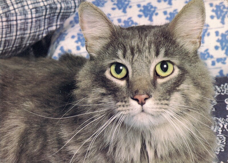 Tabby Cat with Green Eyes — Gray, Calm, Photograph