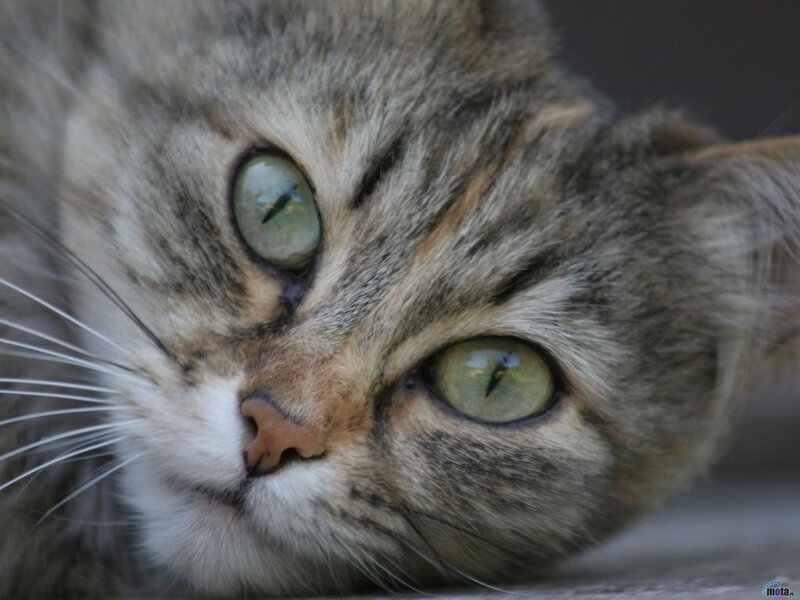 Tabby Cat with Green Eyes — Gray, Calm