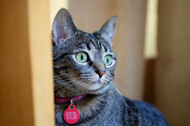 Tabby Cat with Green Eyes — Gray, Curious, Photograph, Collar