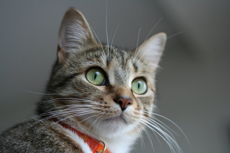 Tabby Cat with Green Eyes — Gray, Curious, Photograph