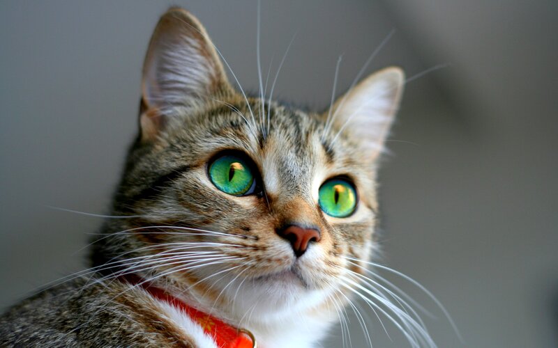 Tabby Cat with Green Eyes — Gray, Curious