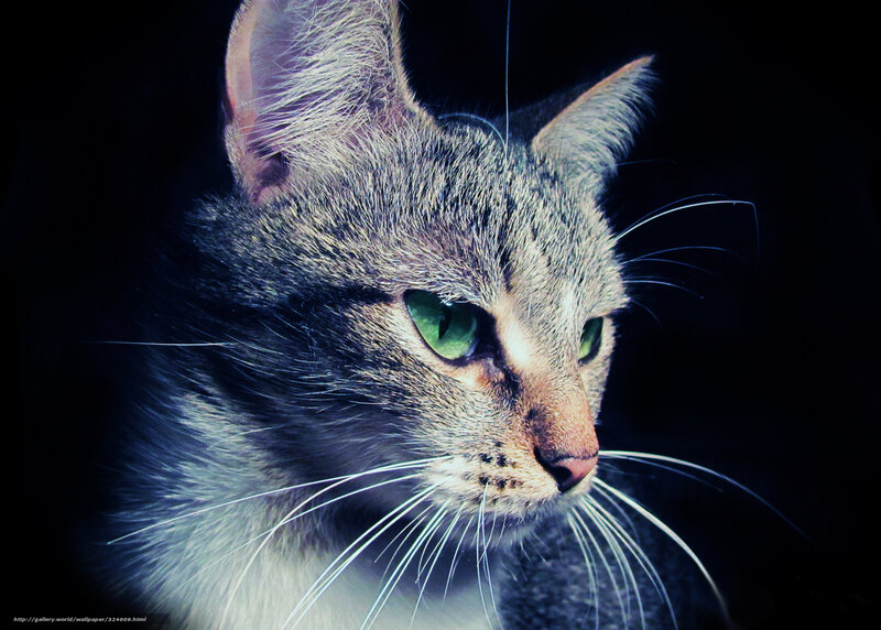 Tabby Cat with Green Eyes — Gray, Dramatic